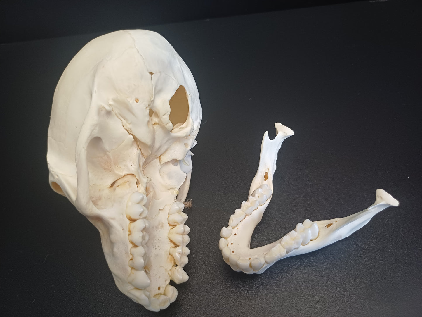 Chachma Baboon skull - juvenile CITES