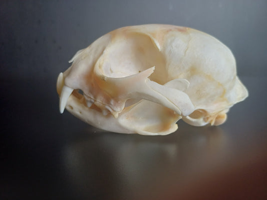 Lynx skull