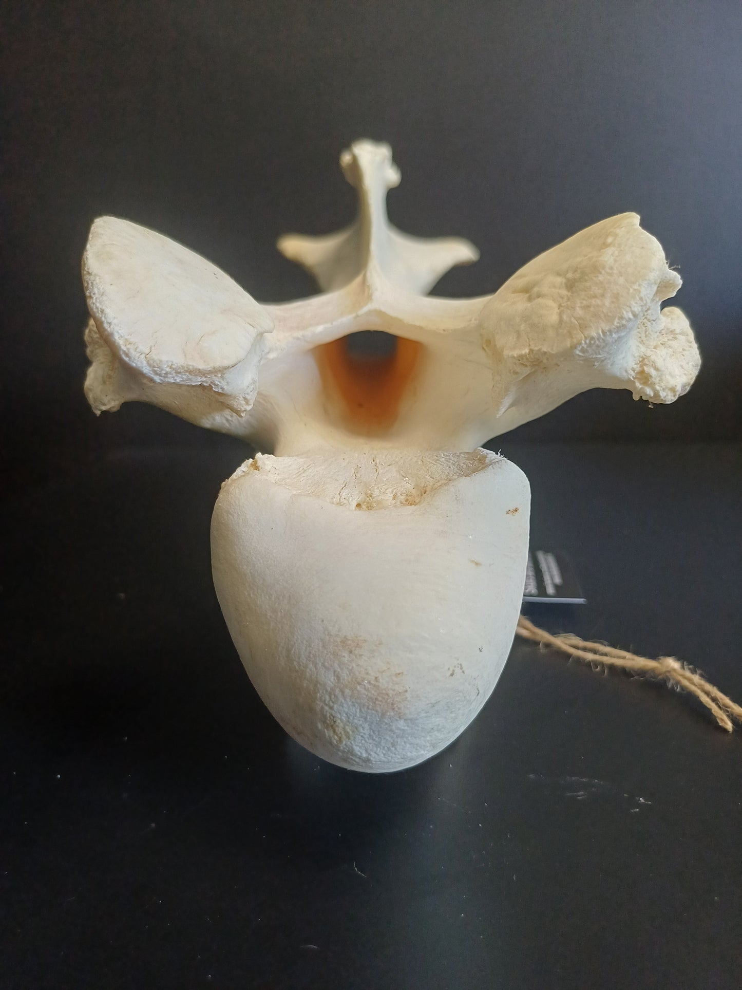 XL Giraffe Vertebrae (CITES permit inc)