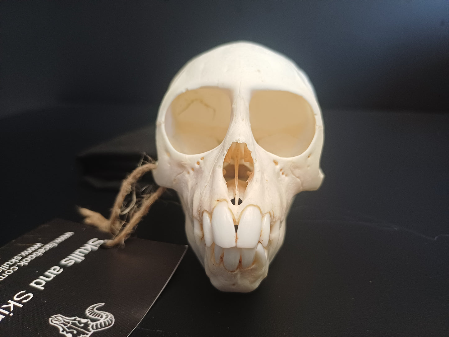 Vervet Monkey Skull - Female