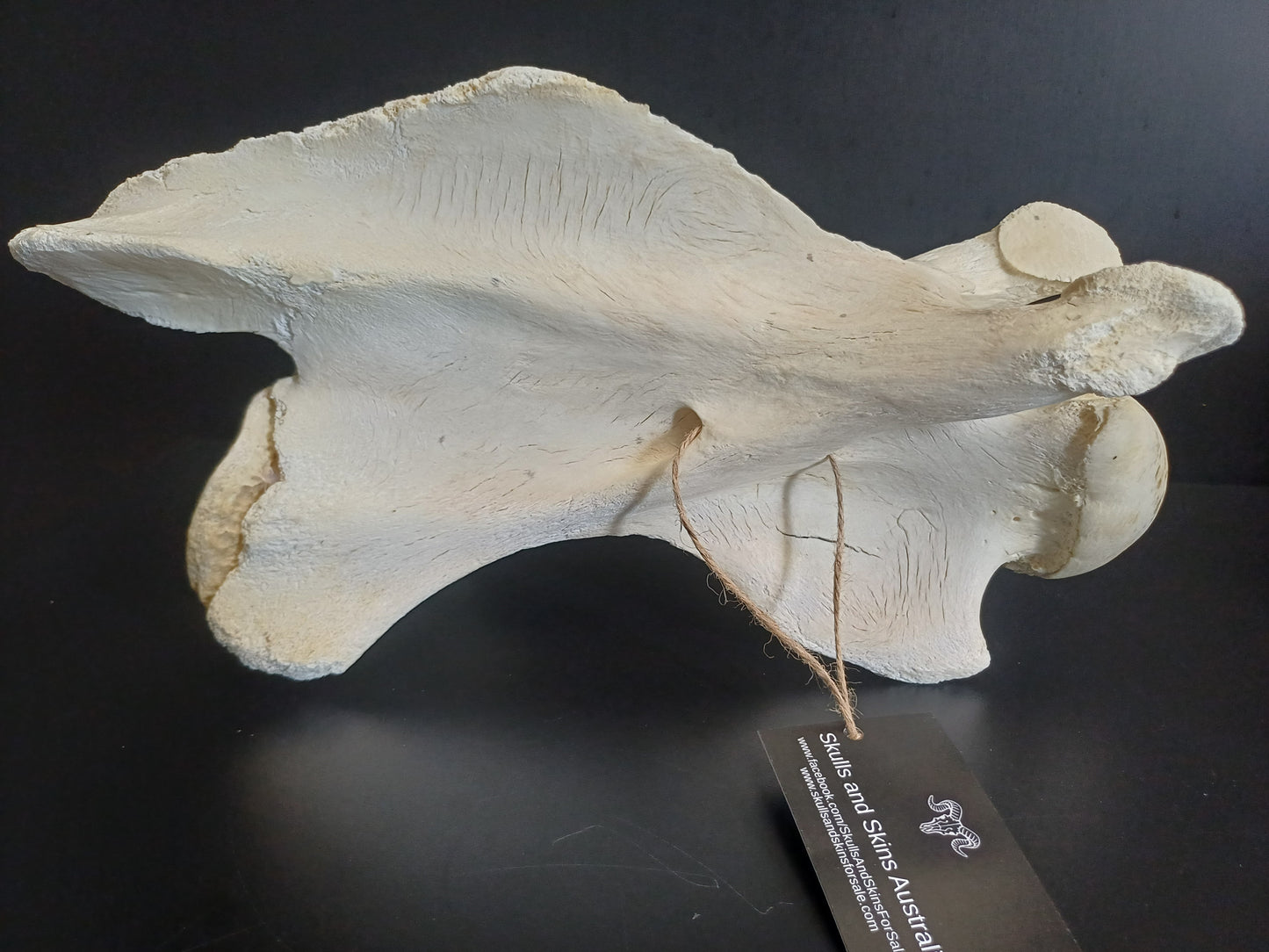 XL Giraffe Vertebrae (CITES permit inc)