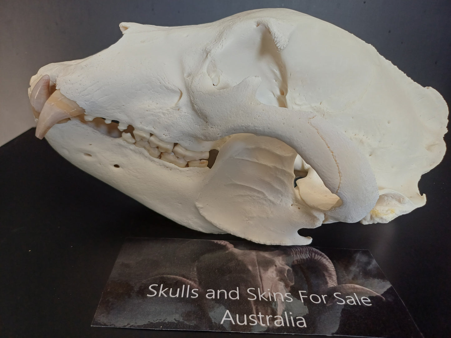 XXL Black Bear skull