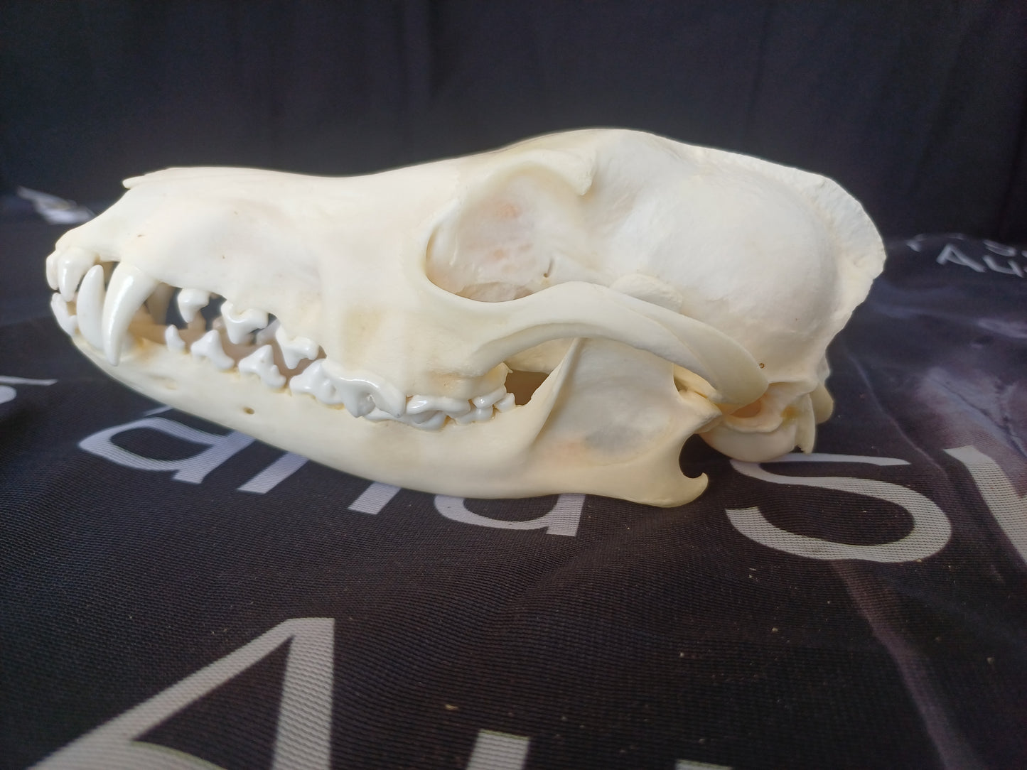 Black Backed Jackal Skull