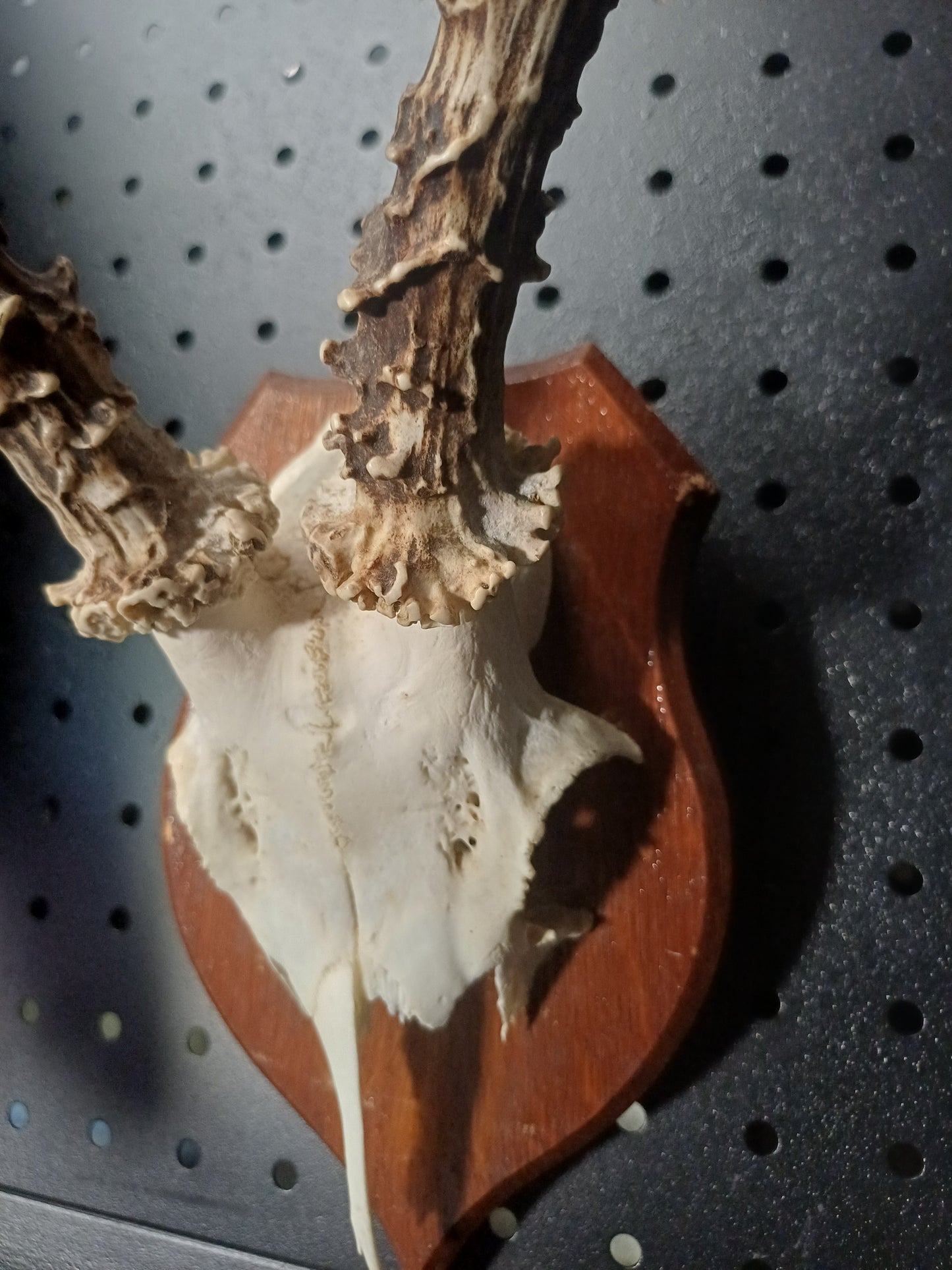 Roe deer skull cap on shield