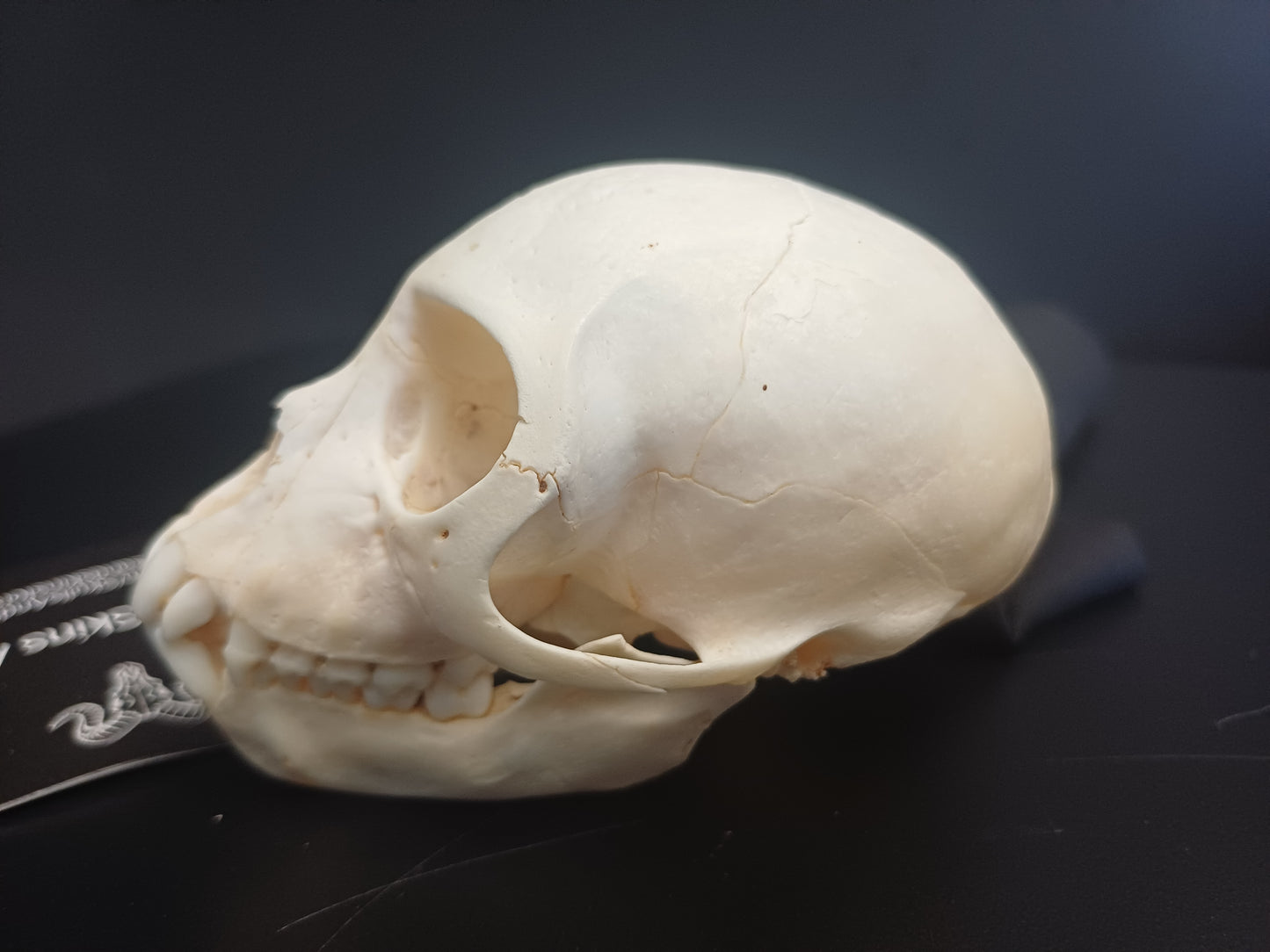 Vervet Monkey Skull - Female