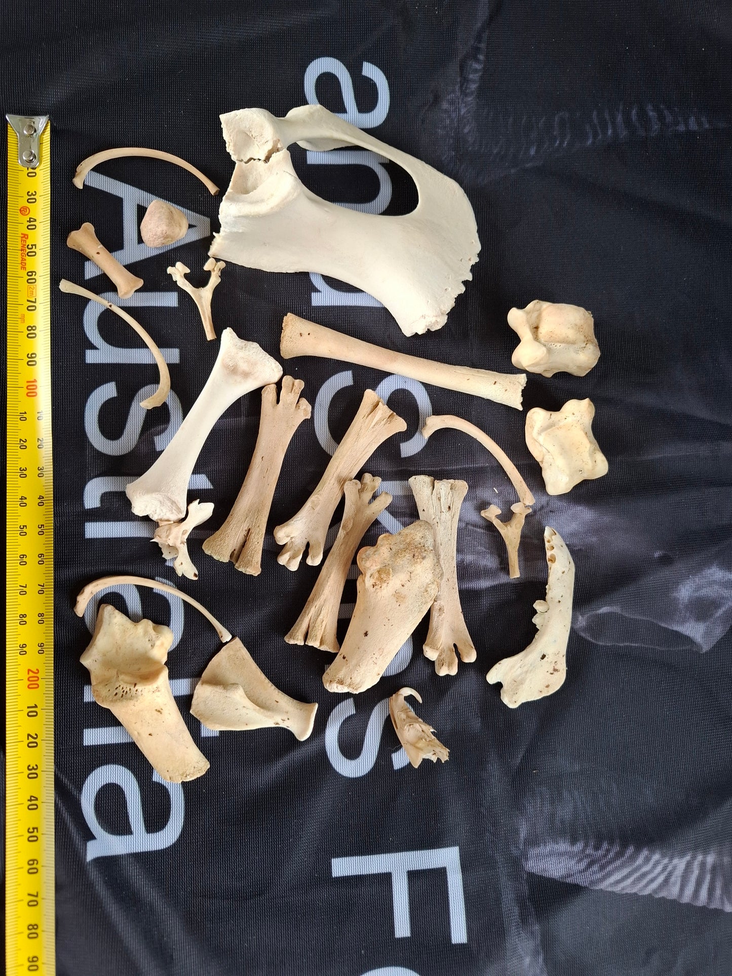 Mixed small box of bones