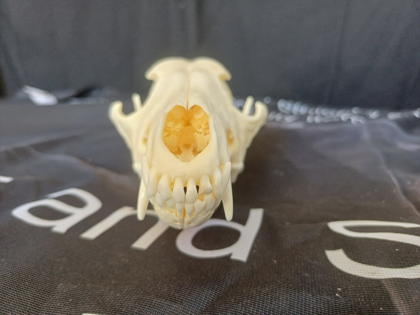 Black Backed Jackal Skull
