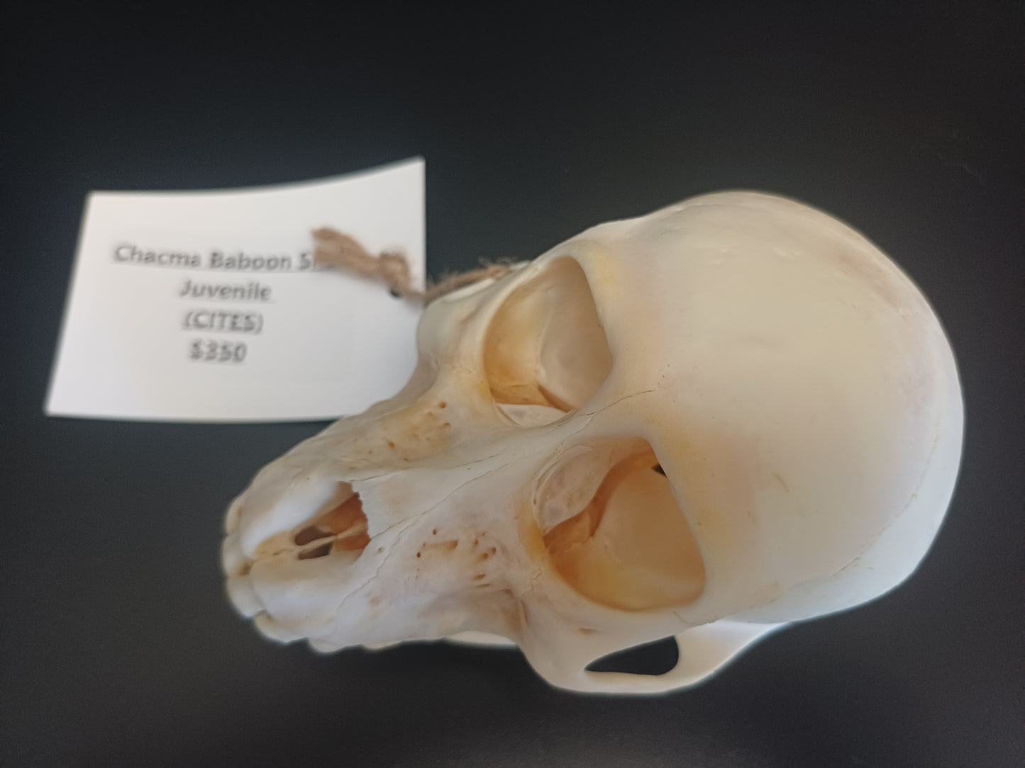 Chachma Baboon skull - juvenile CITES
