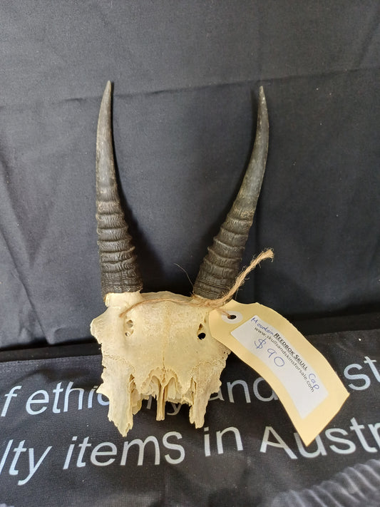 Mountain reedbuck skull cap
