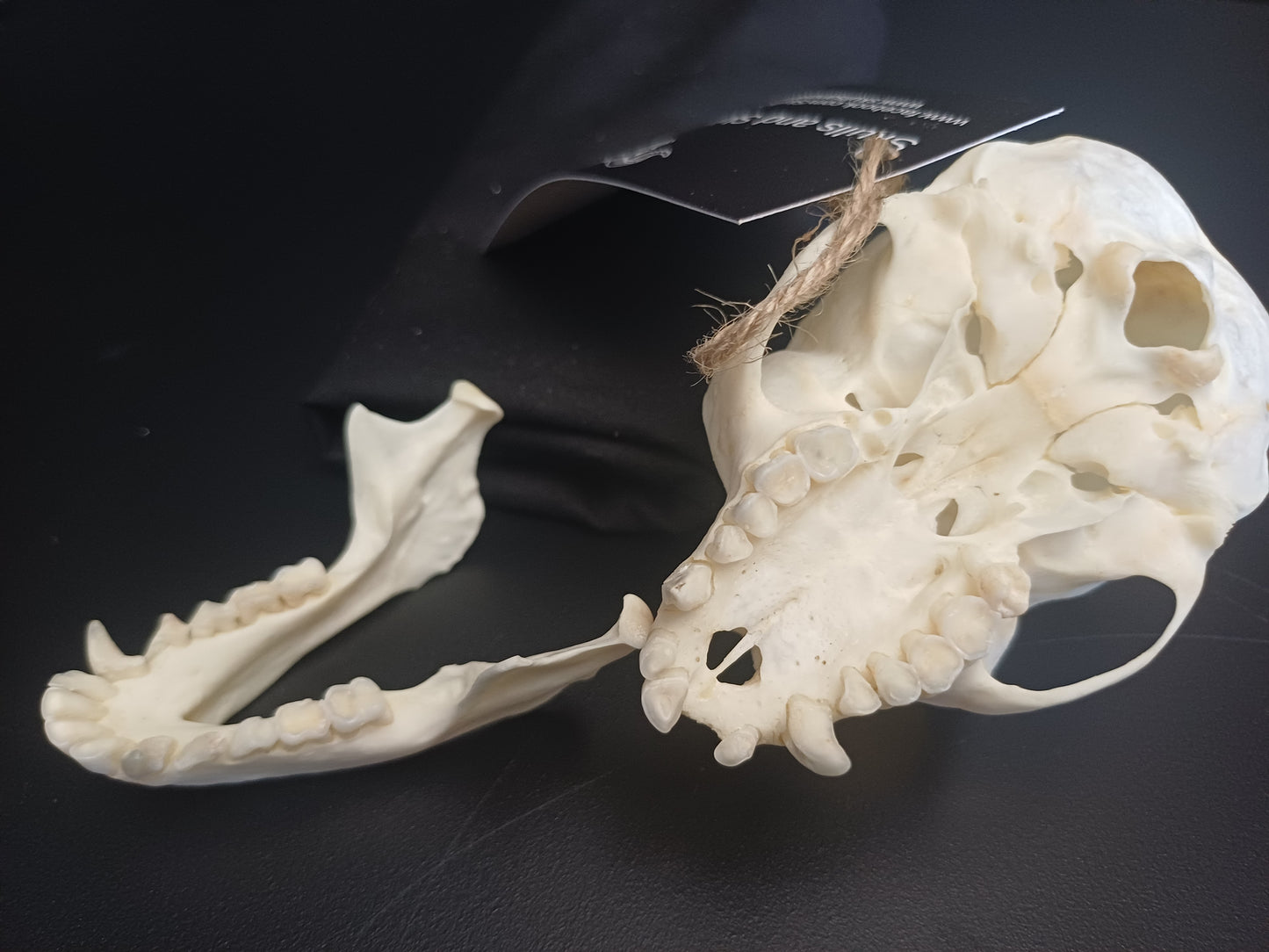 Vervet Monkey Skull - Female