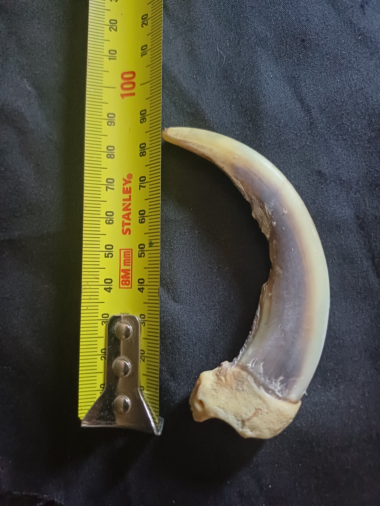 XL Grizzly bear claw