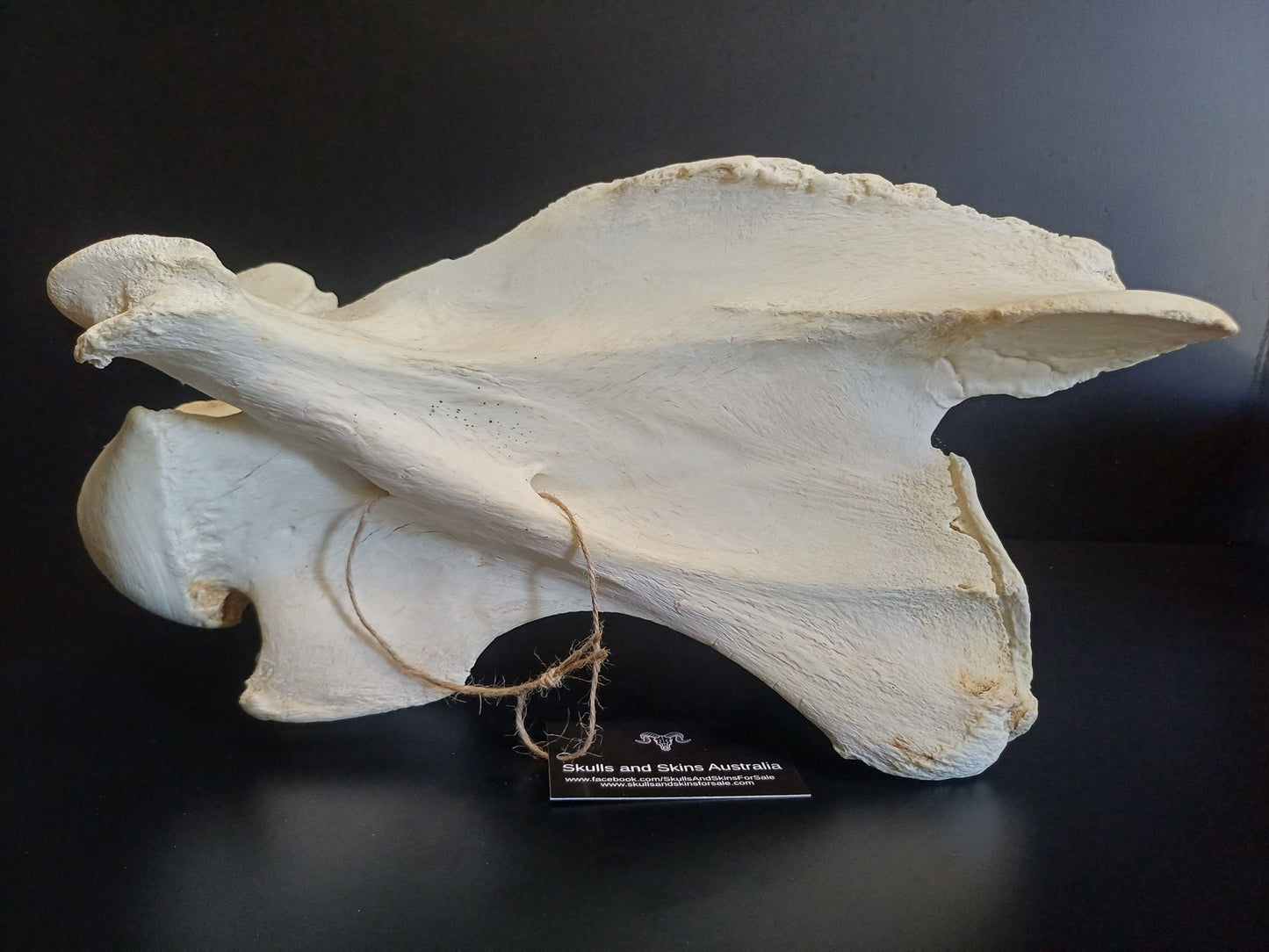 XL Giraffe Vertebrae (CITES permit inc)