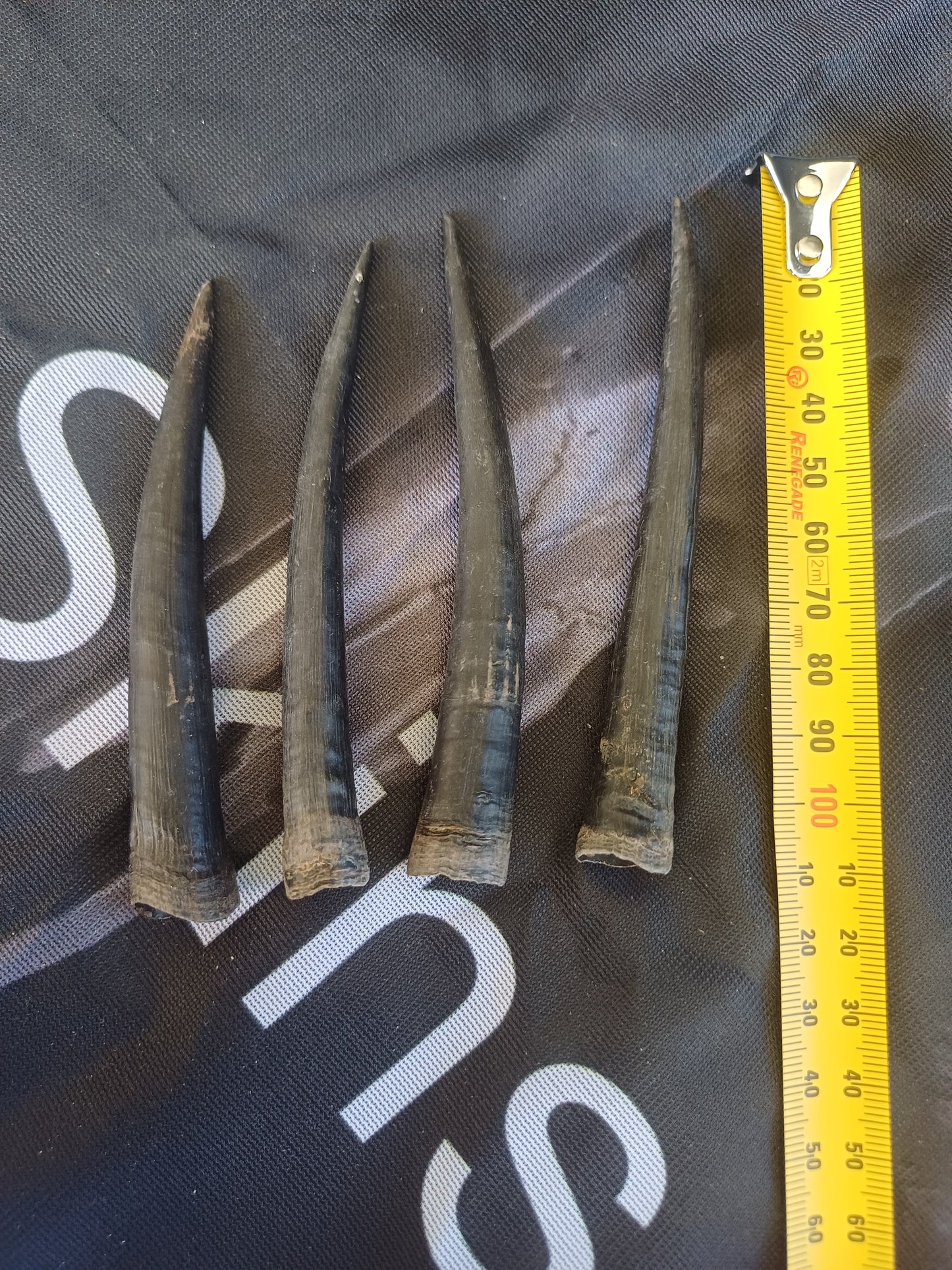 Steinbok horns x 4