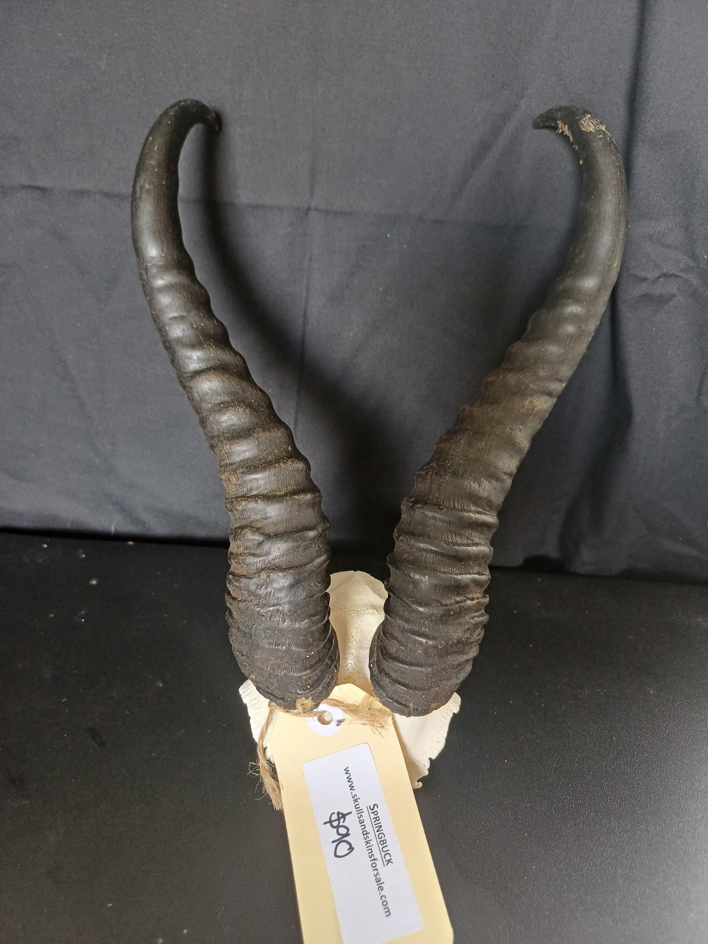 Springbok skull cap