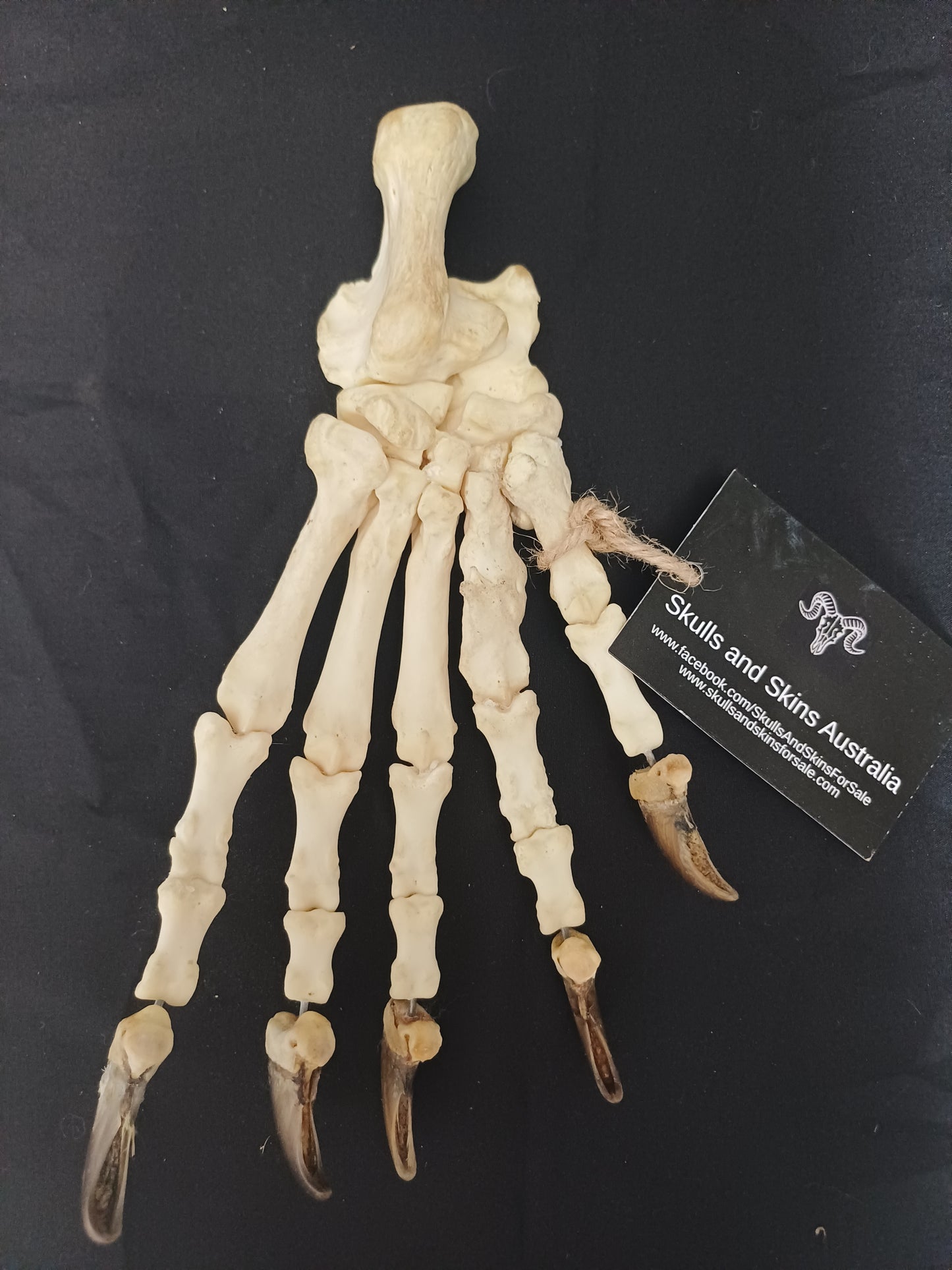 Black Bear articulated paw (CITES)