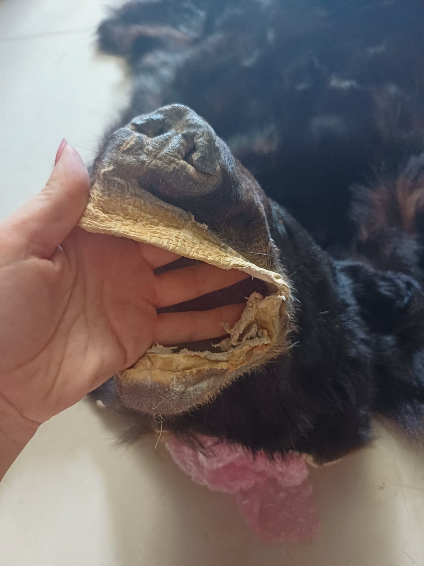 Black bear hide