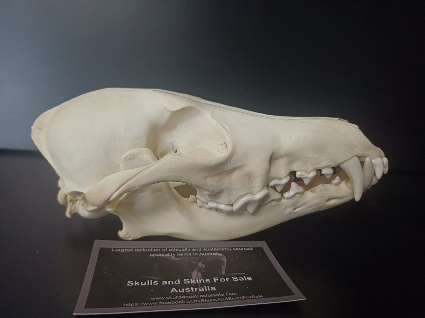 Coyote Skull