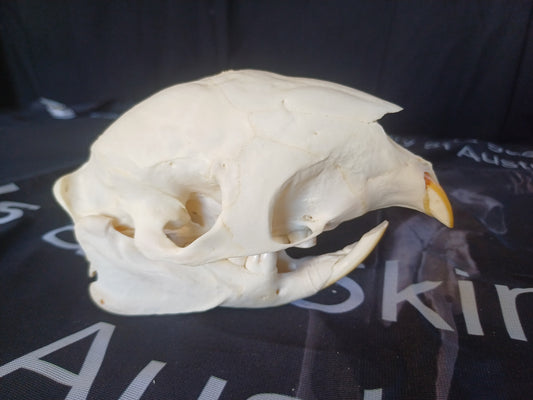 African Porcupine Skull