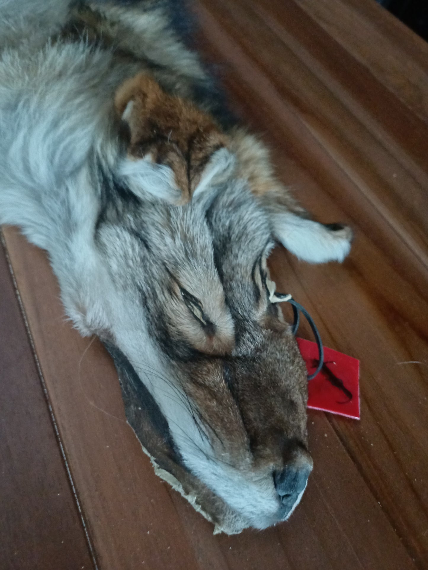 Coyote hide