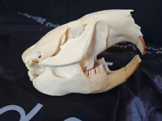 Beaver Skull