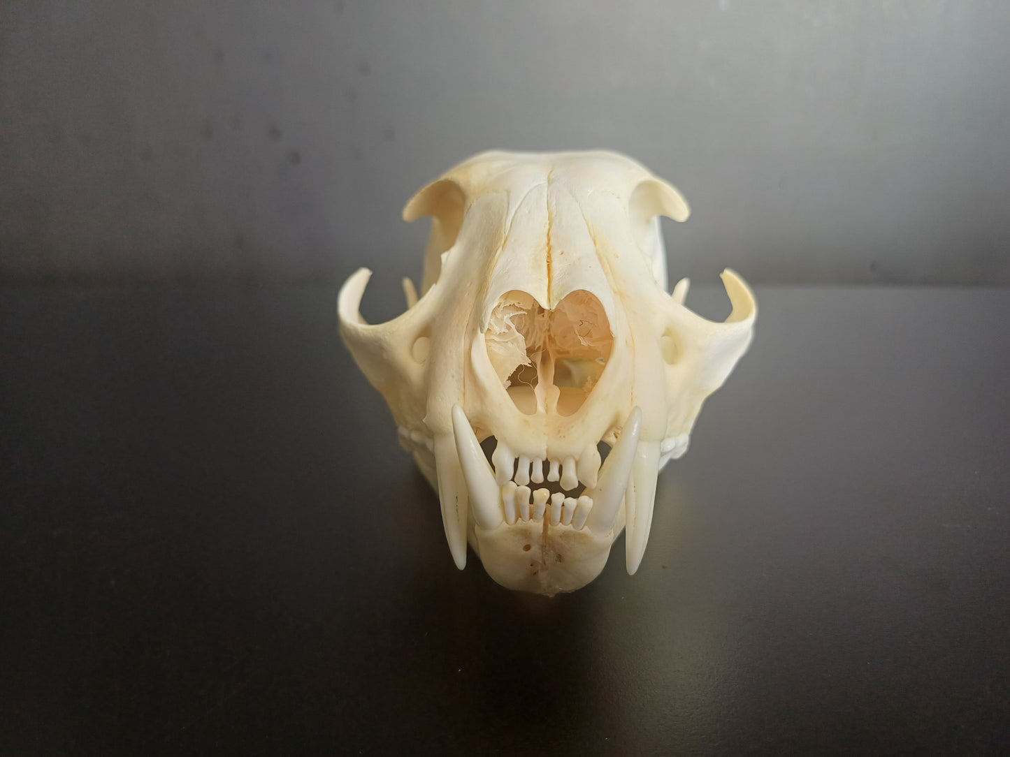 Lynx skull