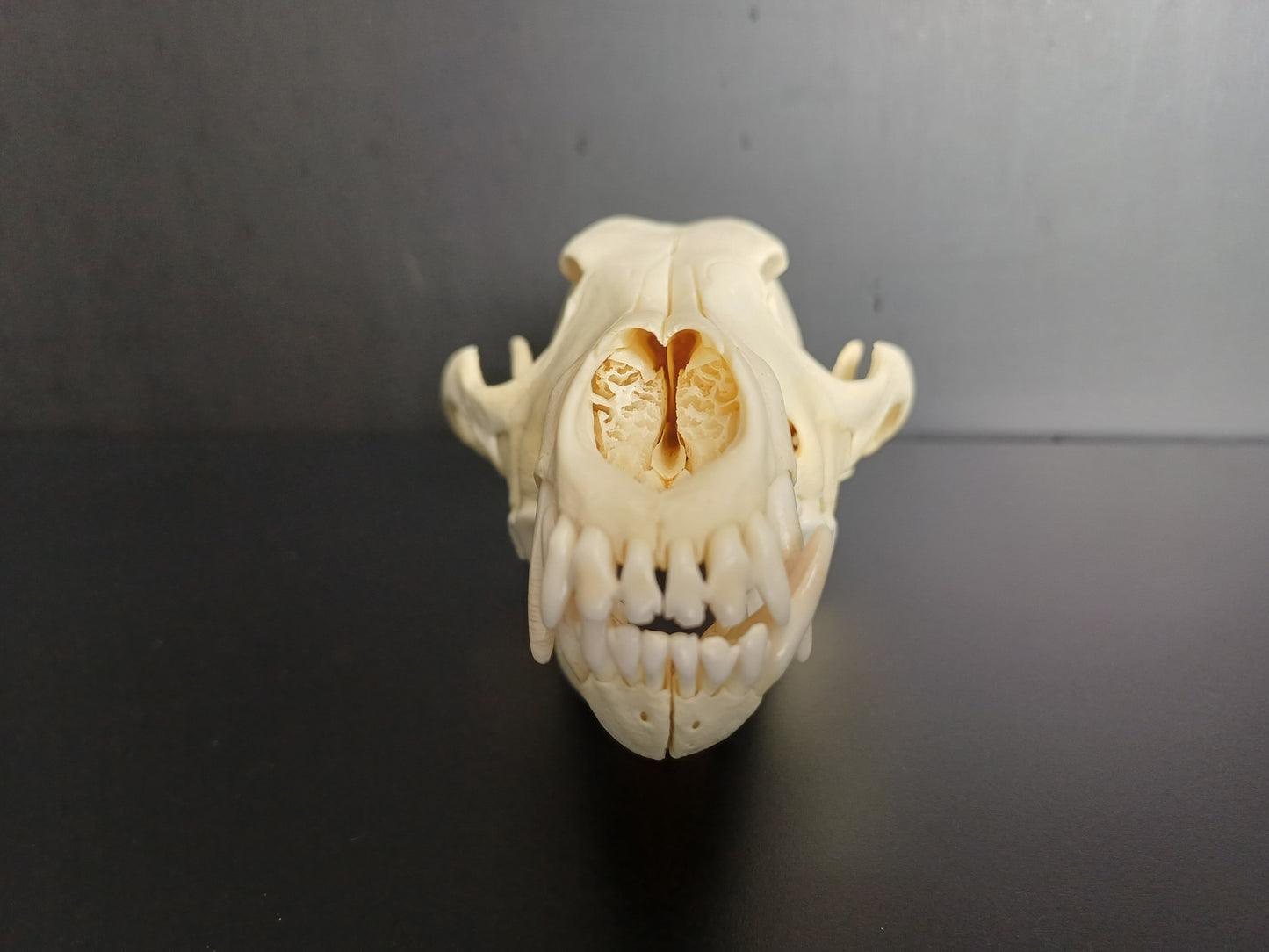 Coyote Skull