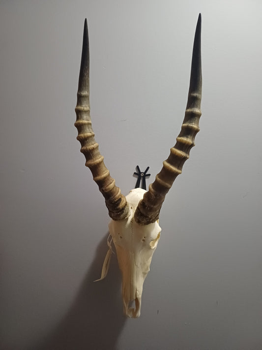 Blesbok skull