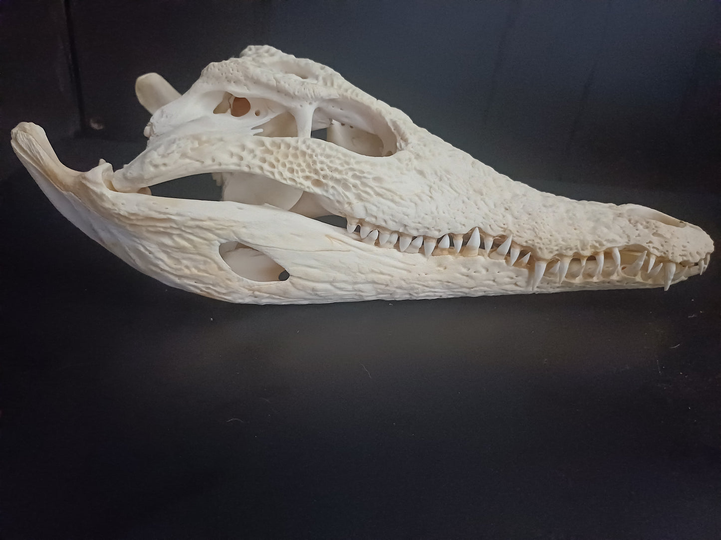 Large Nile Crocodile (CITES permit inc)