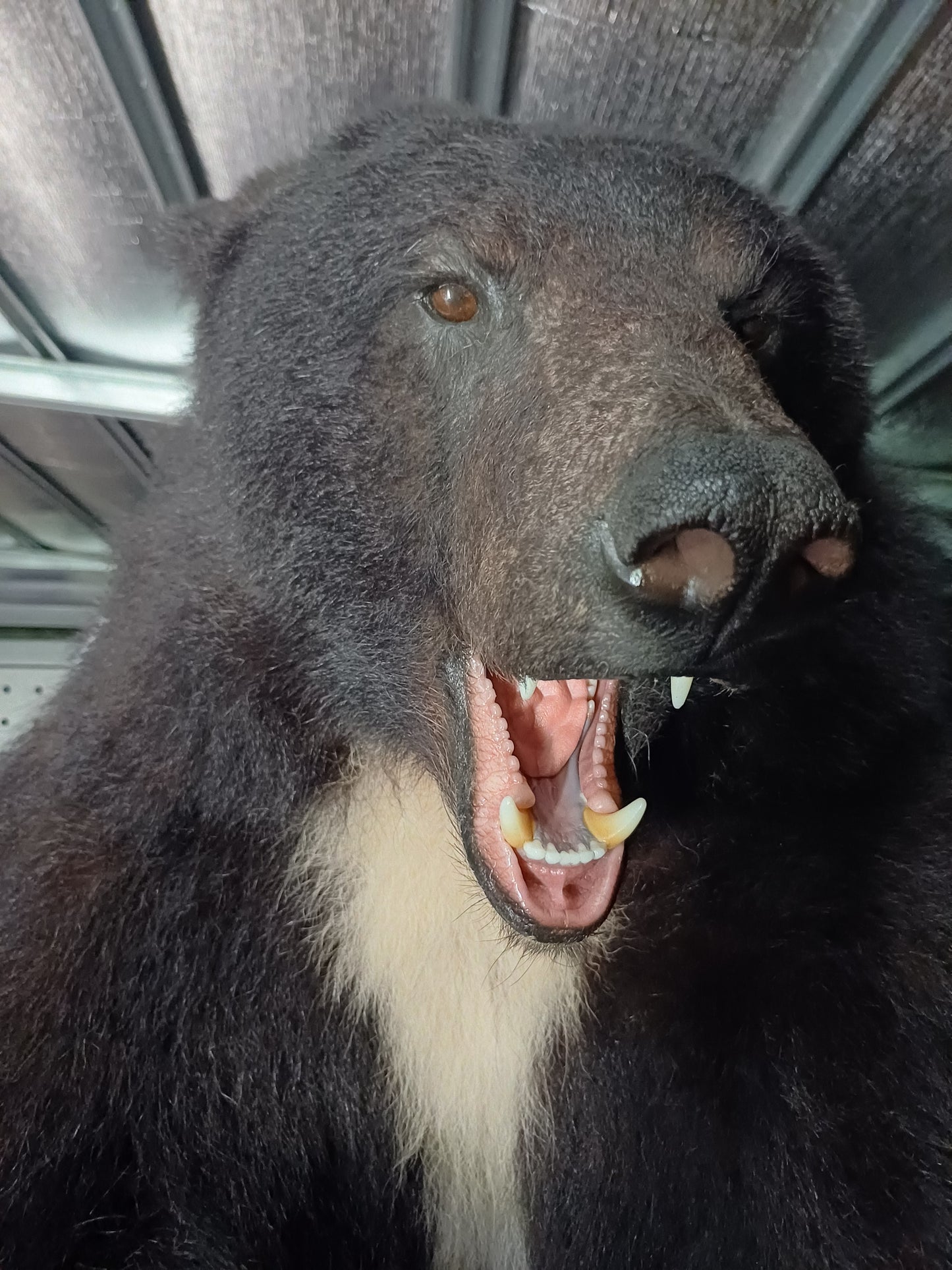 Black bear taxidermy half mount