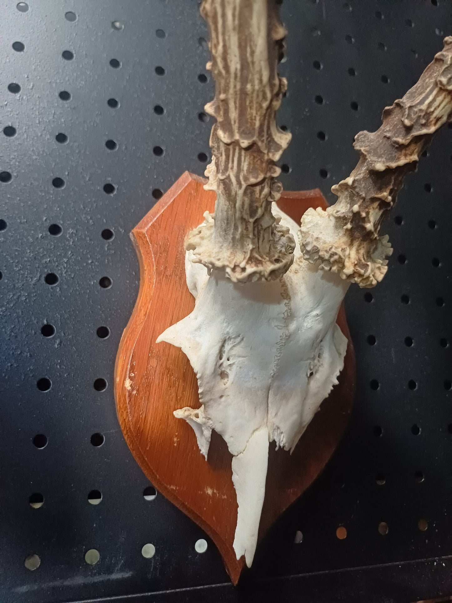 Roe deer skull cap on shield