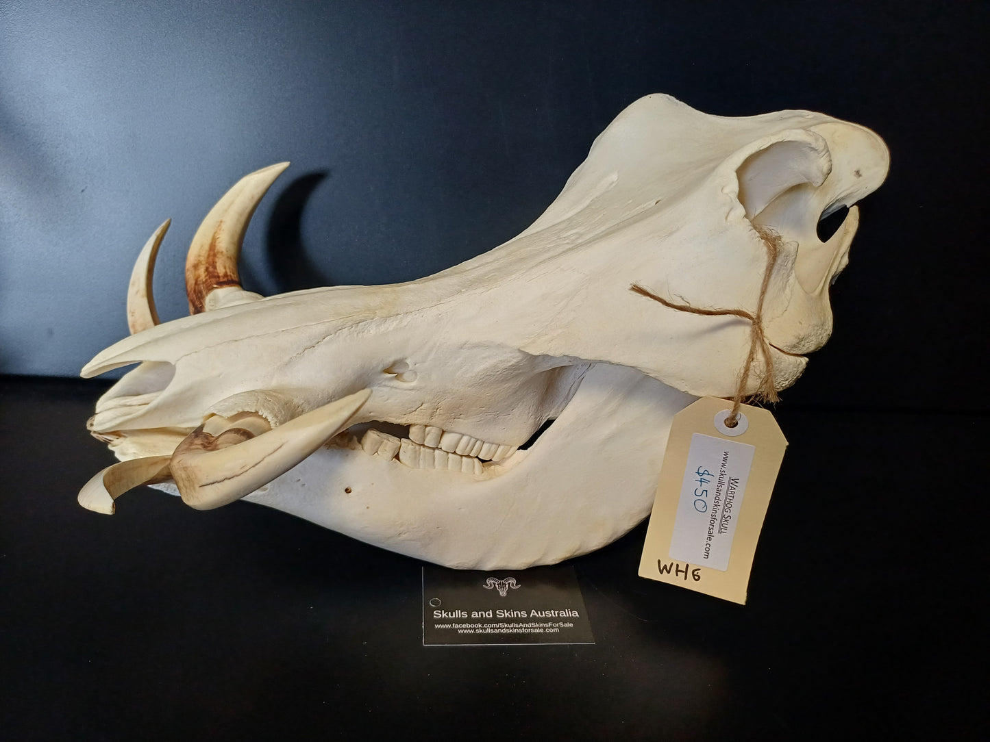 Large Warthog skull
