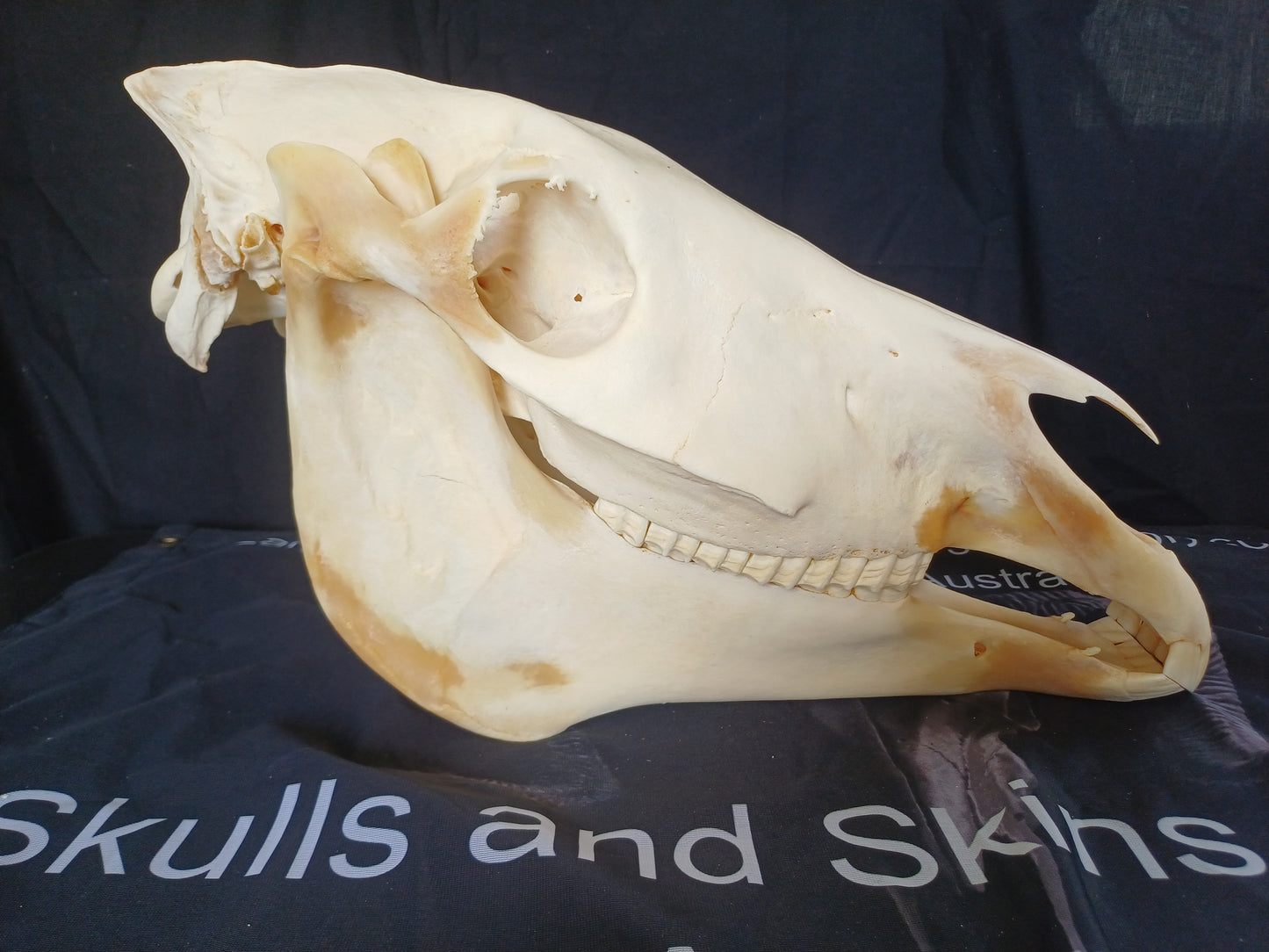 Large Zebra skull