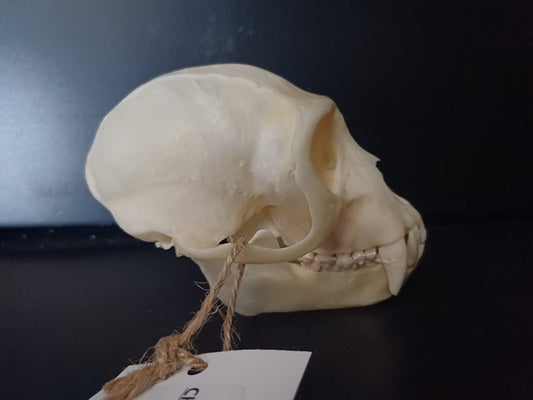 Vervet Monkey Skull - Male
