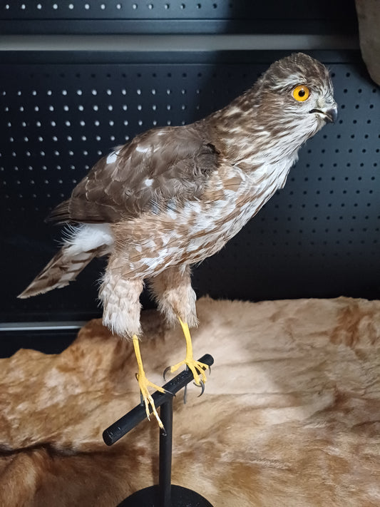 Vintage Sparrowhawk full mount