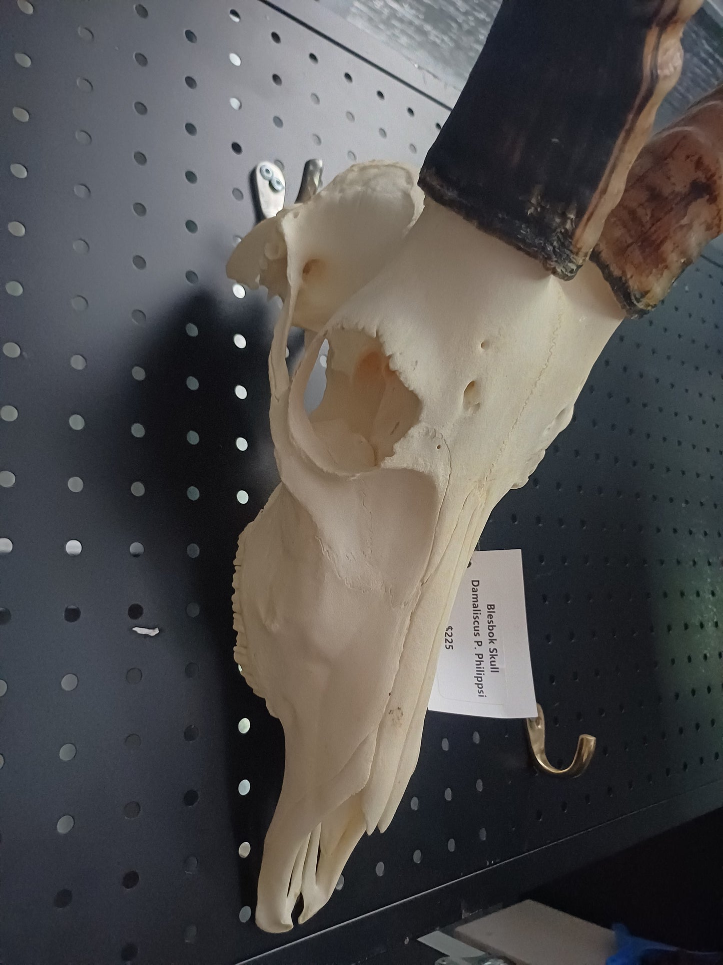 Blesbok skull