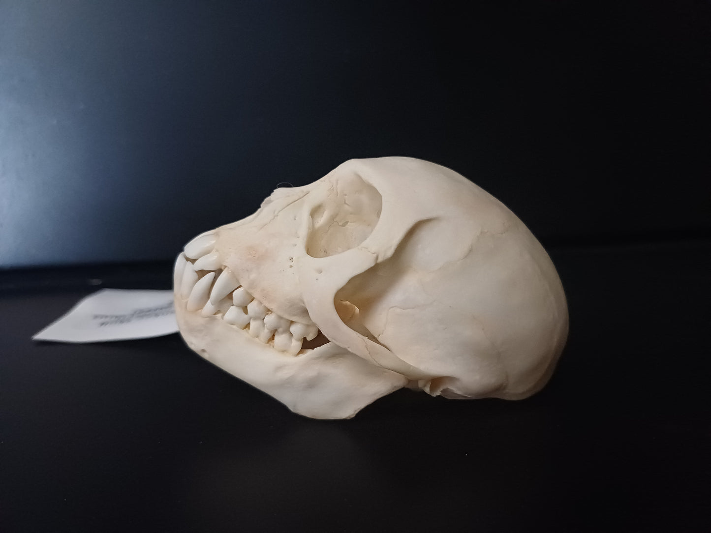 Vervet Monkey Skull - Female