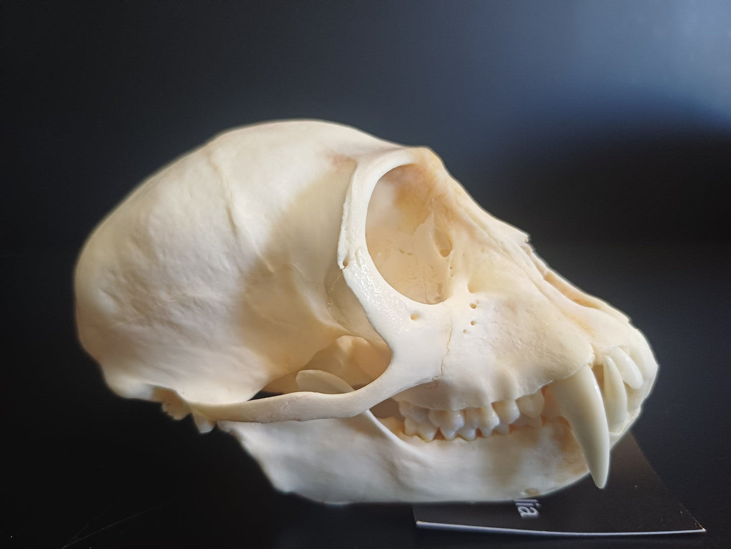 Vervet Monkey Skull - Male
