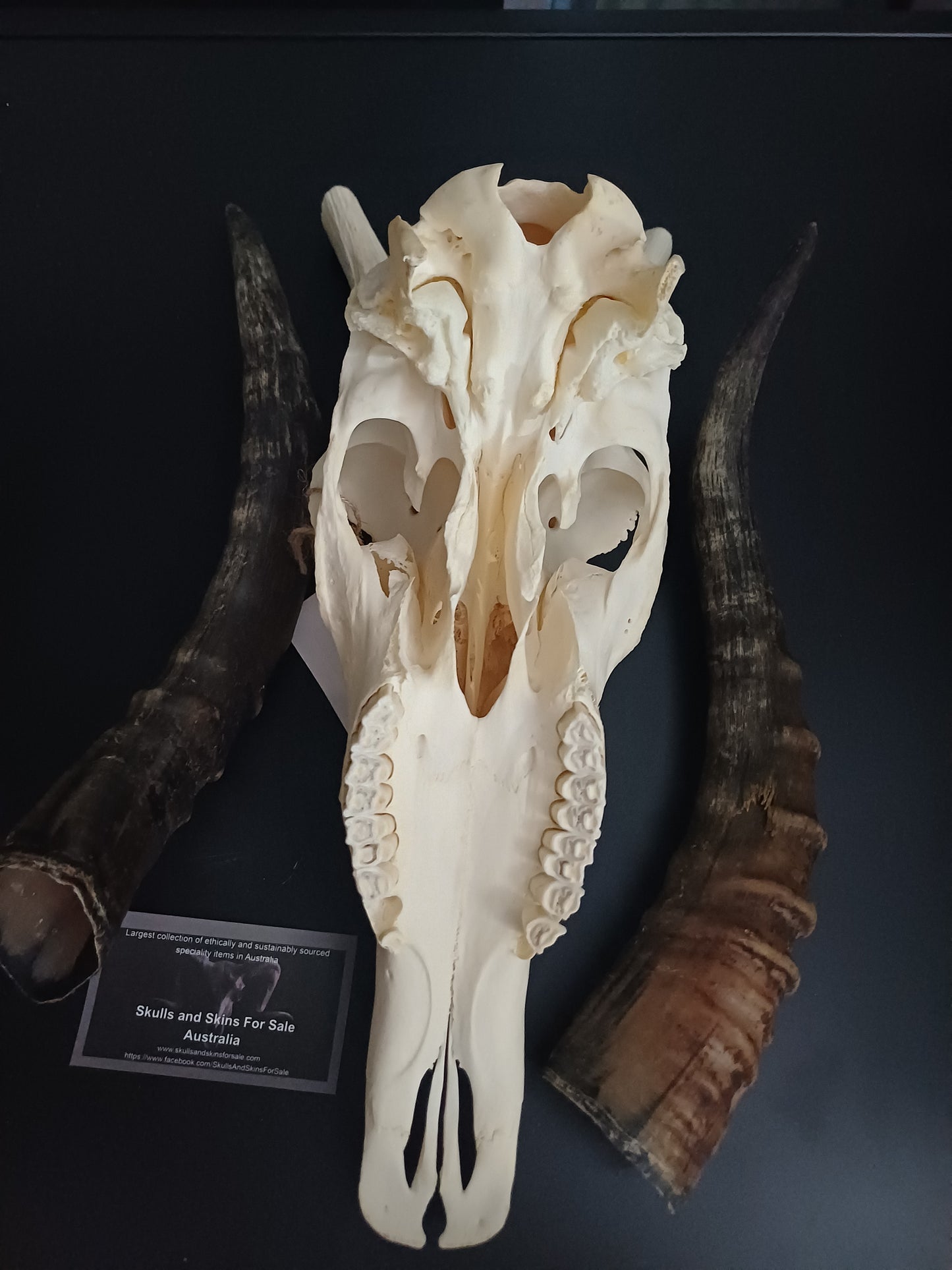 Blesbok skull