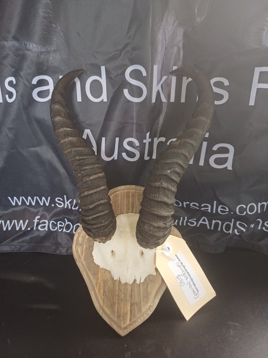 Springbok skull cap on shield