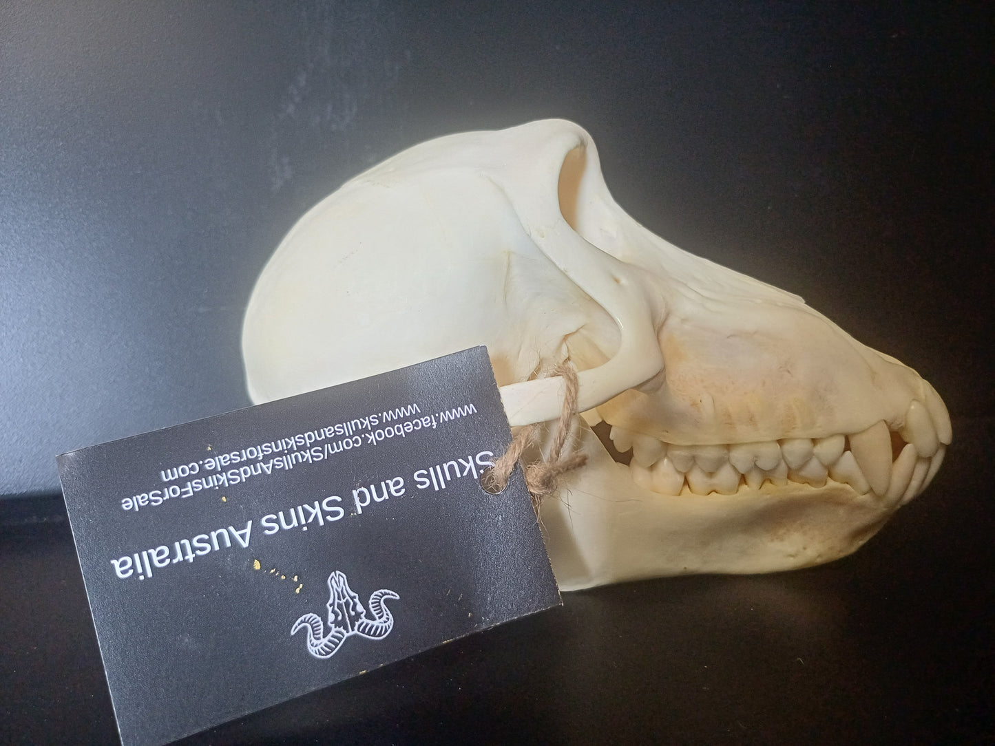 Chacma Baboon skull - sub adult female CITES