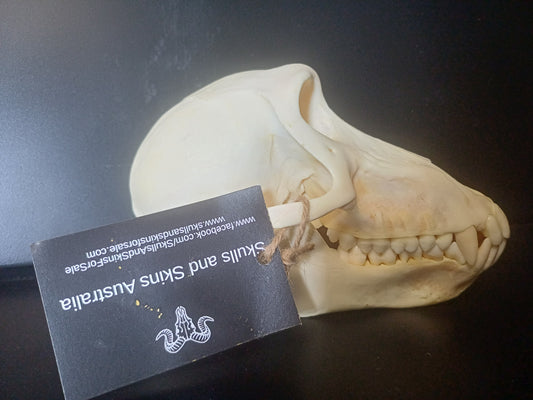 Chacma Baboon skull - sub adult female CITES
