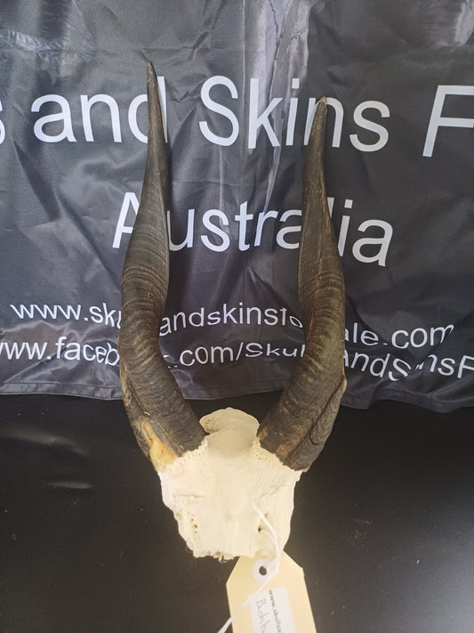 Bushbuck skull cap