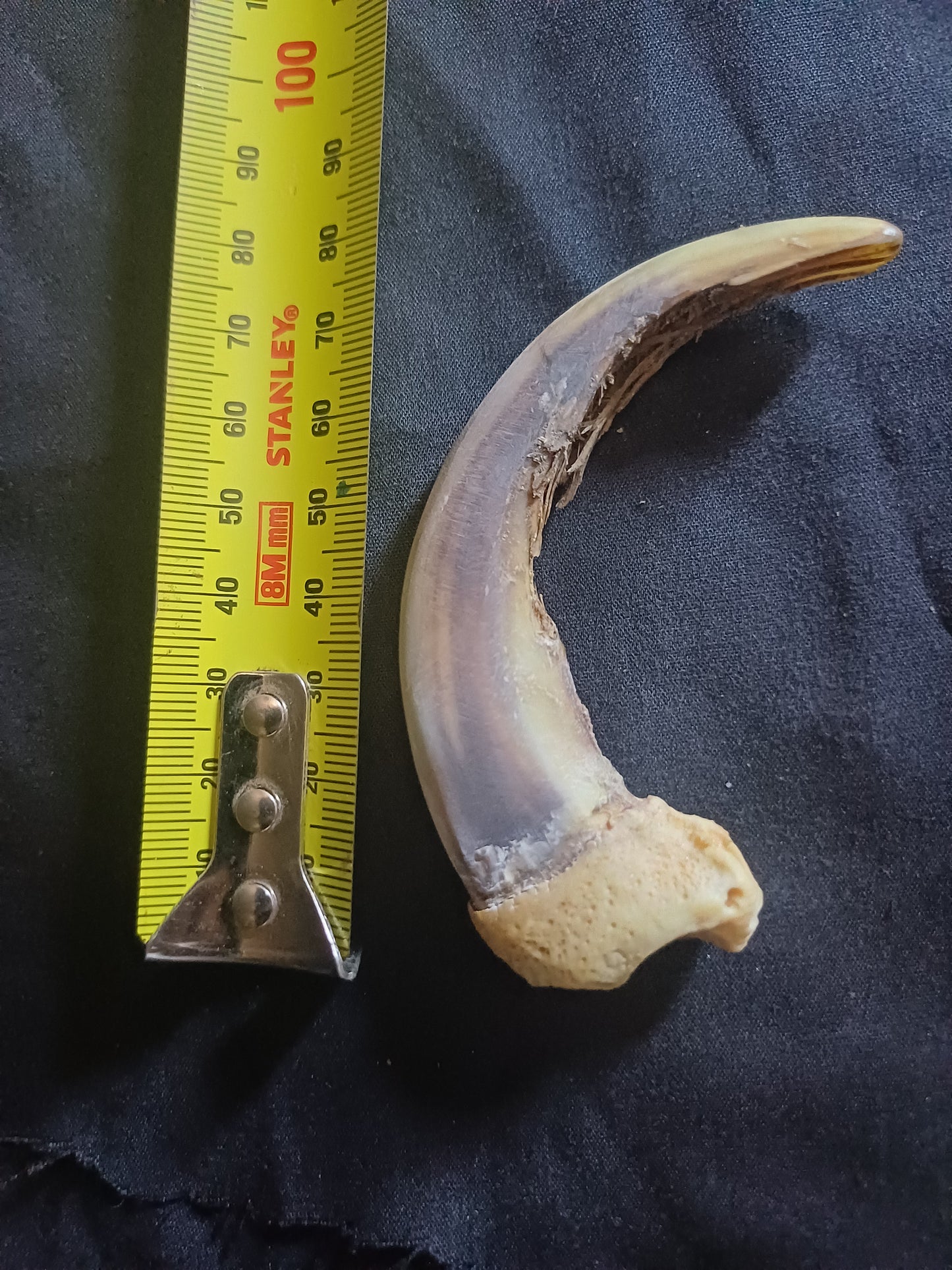 XL Grizzly bear claw