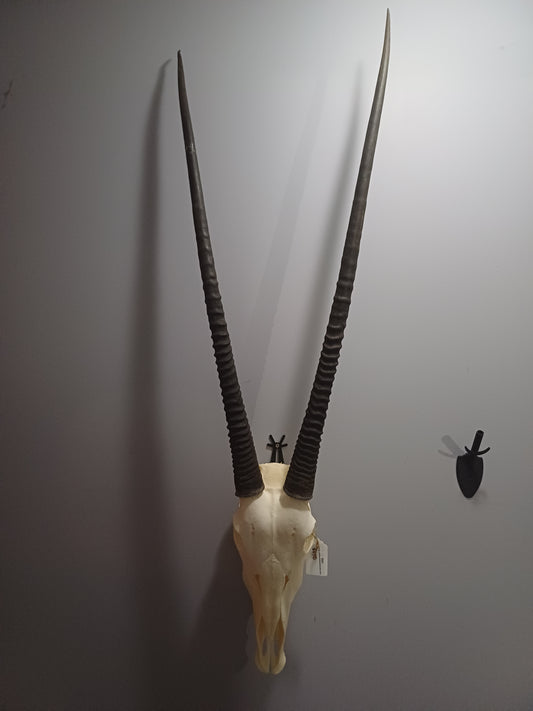 Oryx / Gemsbok skull