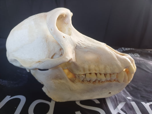 Chachma Baboon skull - female CITES