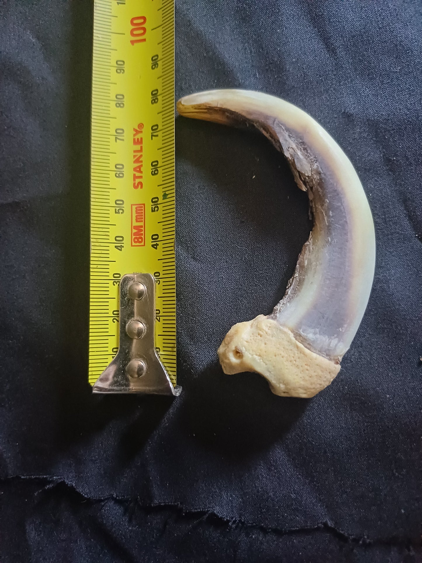 XL Grizzly bear claw