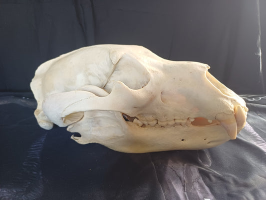 Grizzly Bear skull