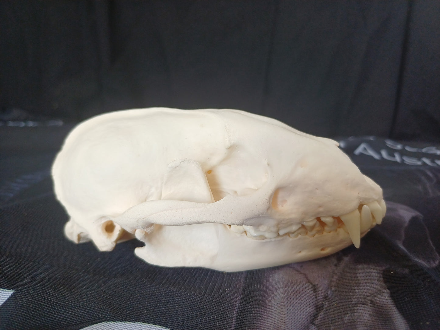 Badger Skull