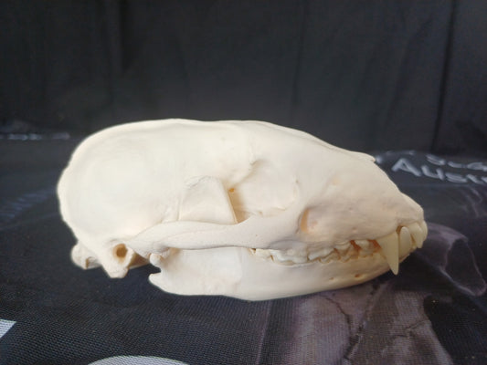 Badger Skull