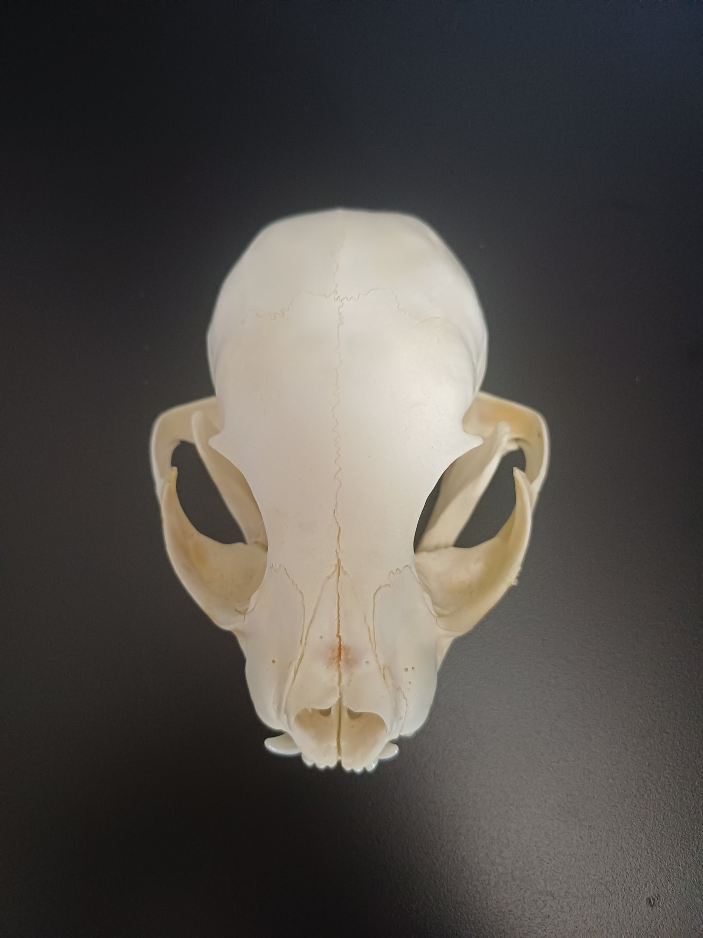 Lynx skull